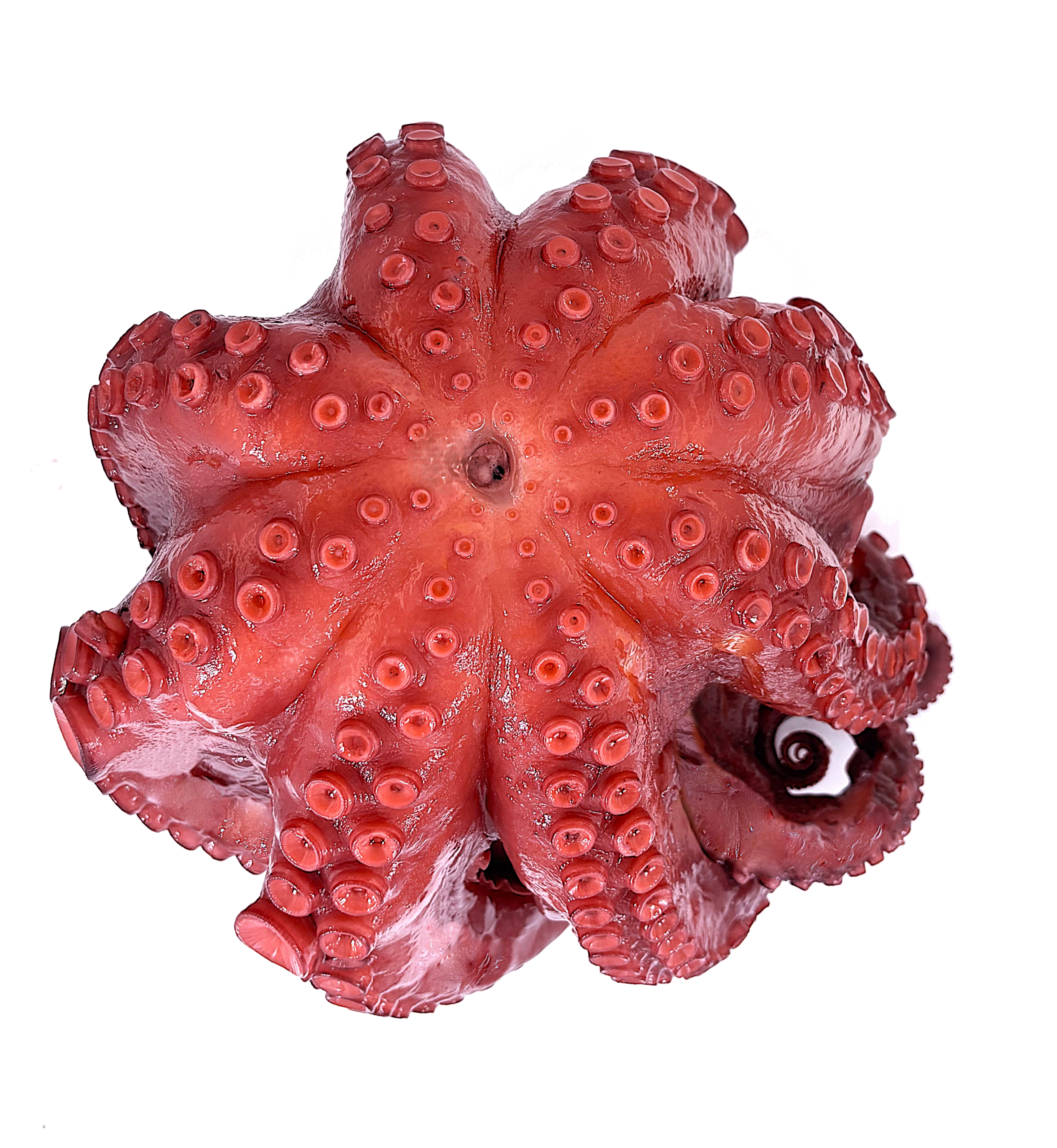 PULPO ENTERO COCIDO FRESCO ATM